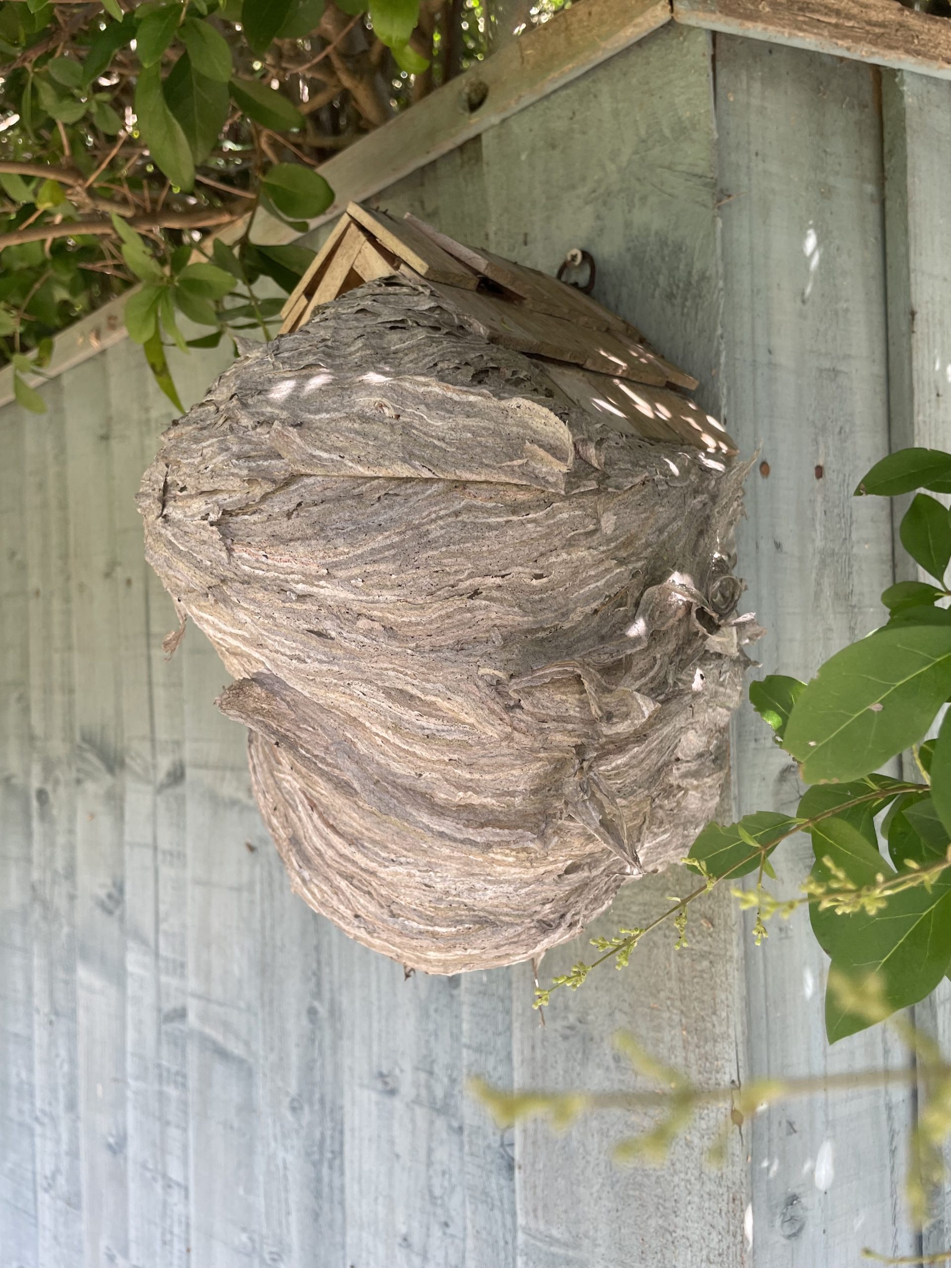 Wasp Nest Removal Services Ringwood Pest Control