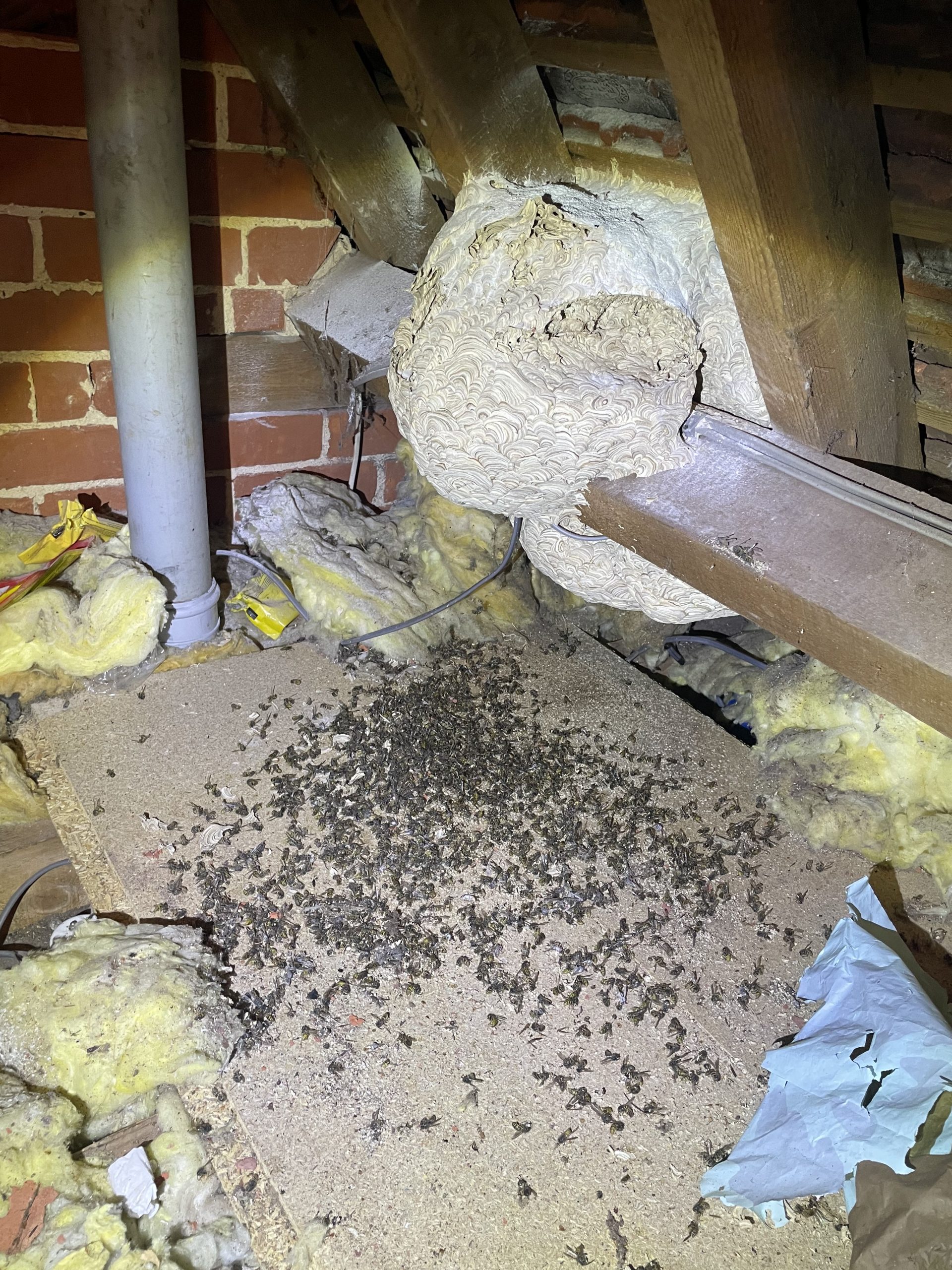 Wasp Nest Removal Services Ringwood Pest Control